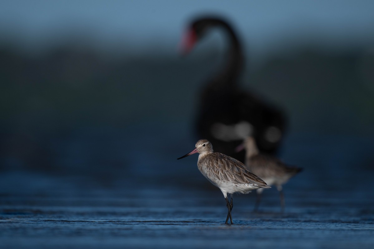 Bar-tailed Godwit - ML628074917