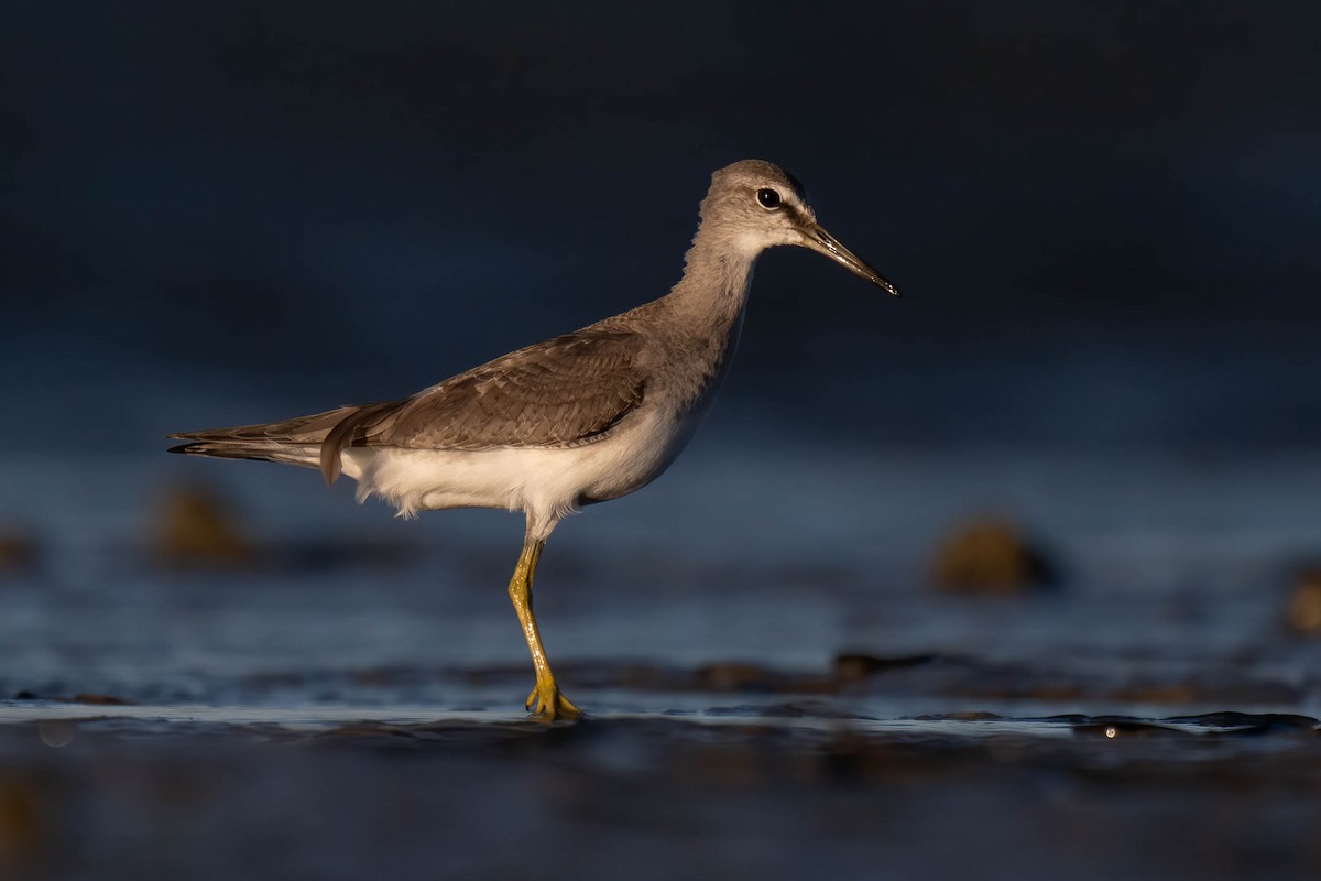 Gray-tailed Tattler - ML628074957