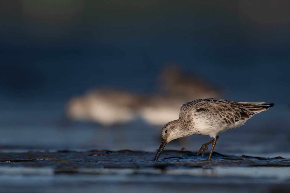 Great Knot - ML628074959
