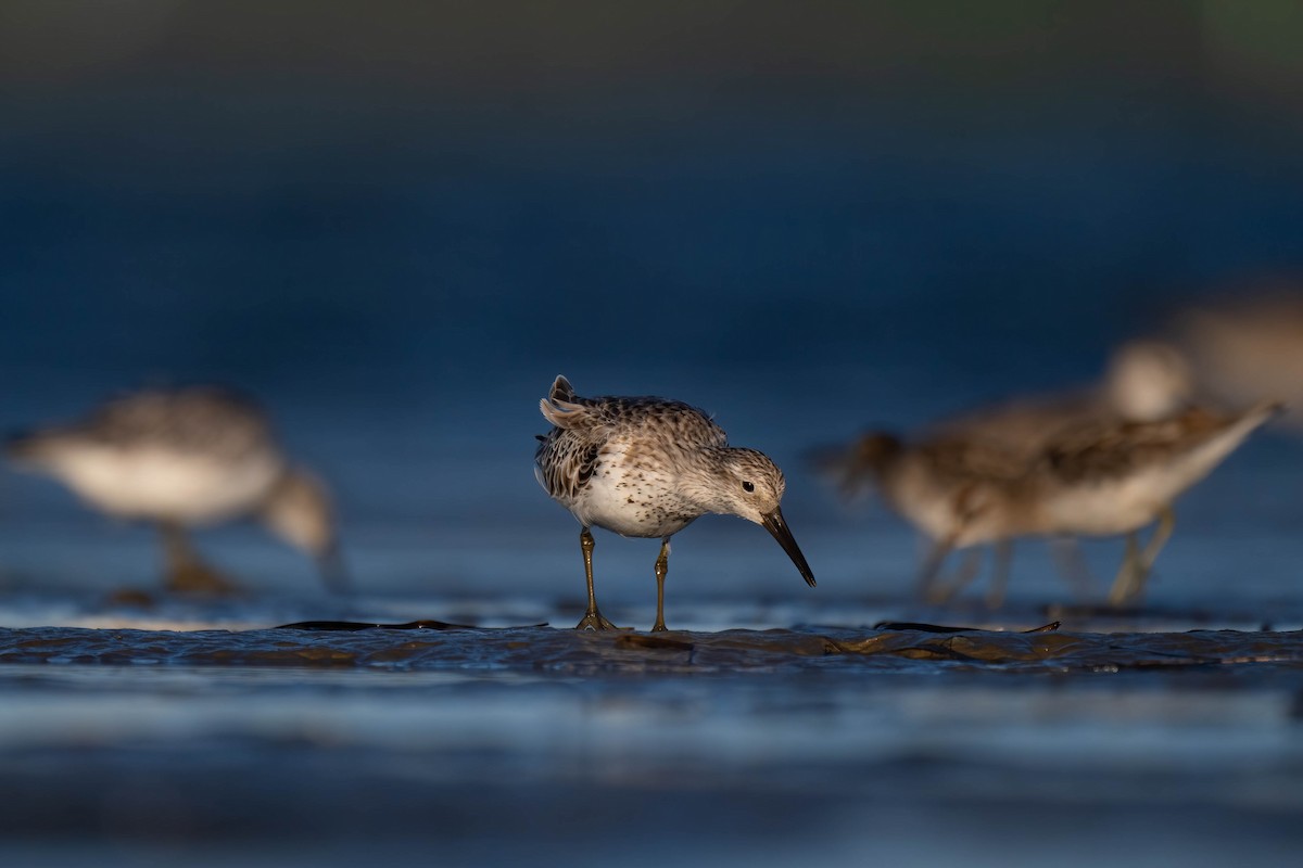Great Knot - ML628074960