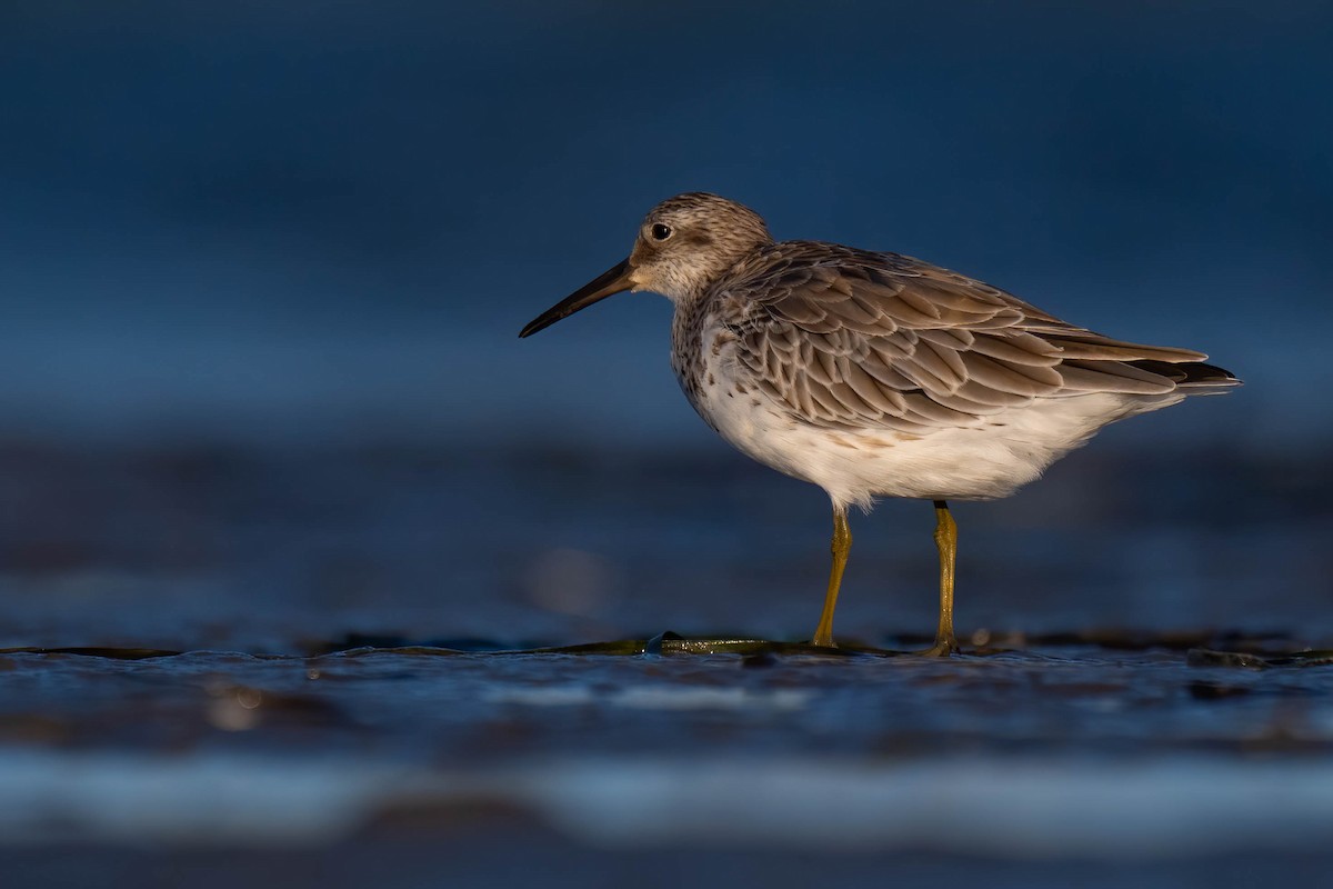 Great Knot - ML628074961