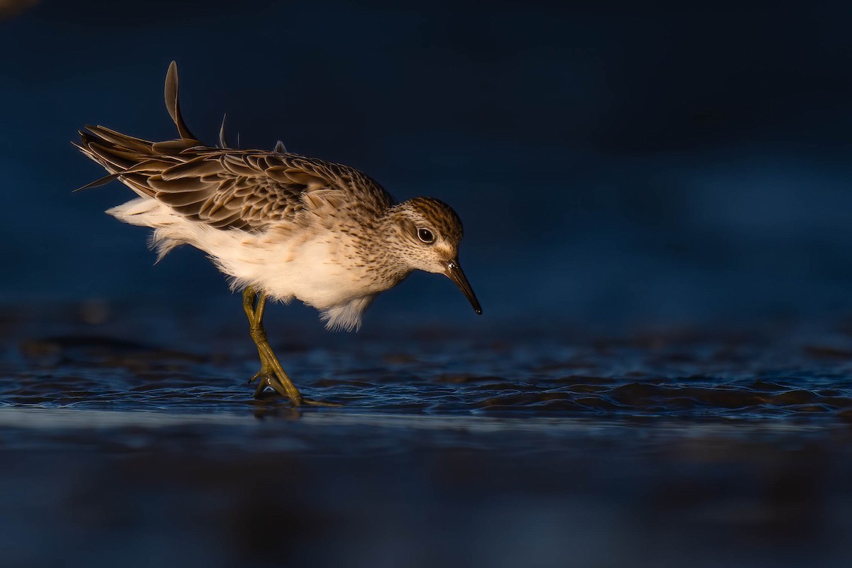 Sharp-tailed Sandpiper - ML628074980