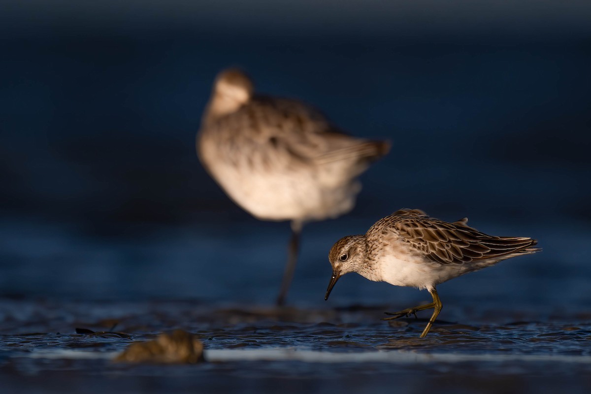 Sharp-tailed Sandpiper - ML628074981