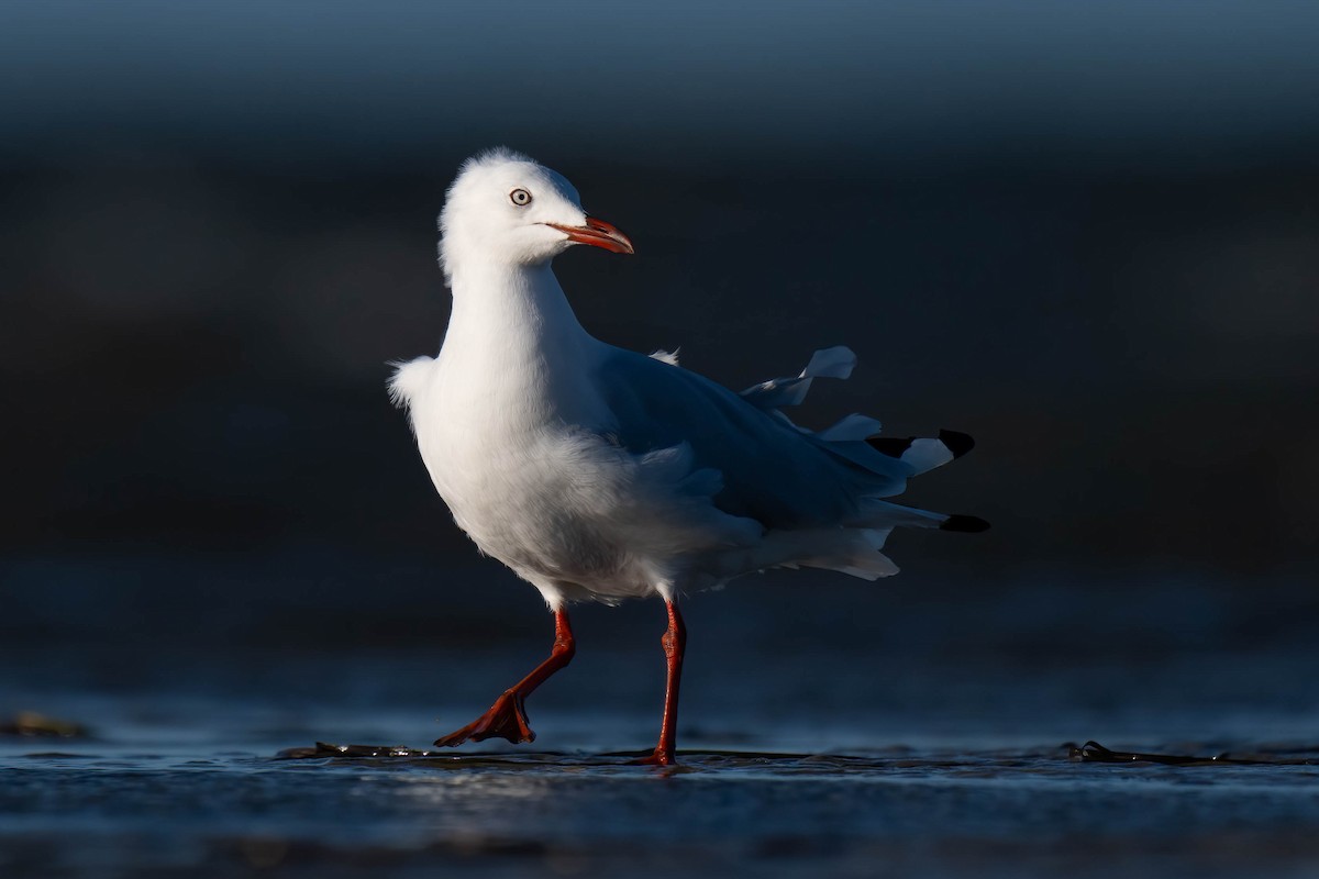Silver Gull - ML628075024