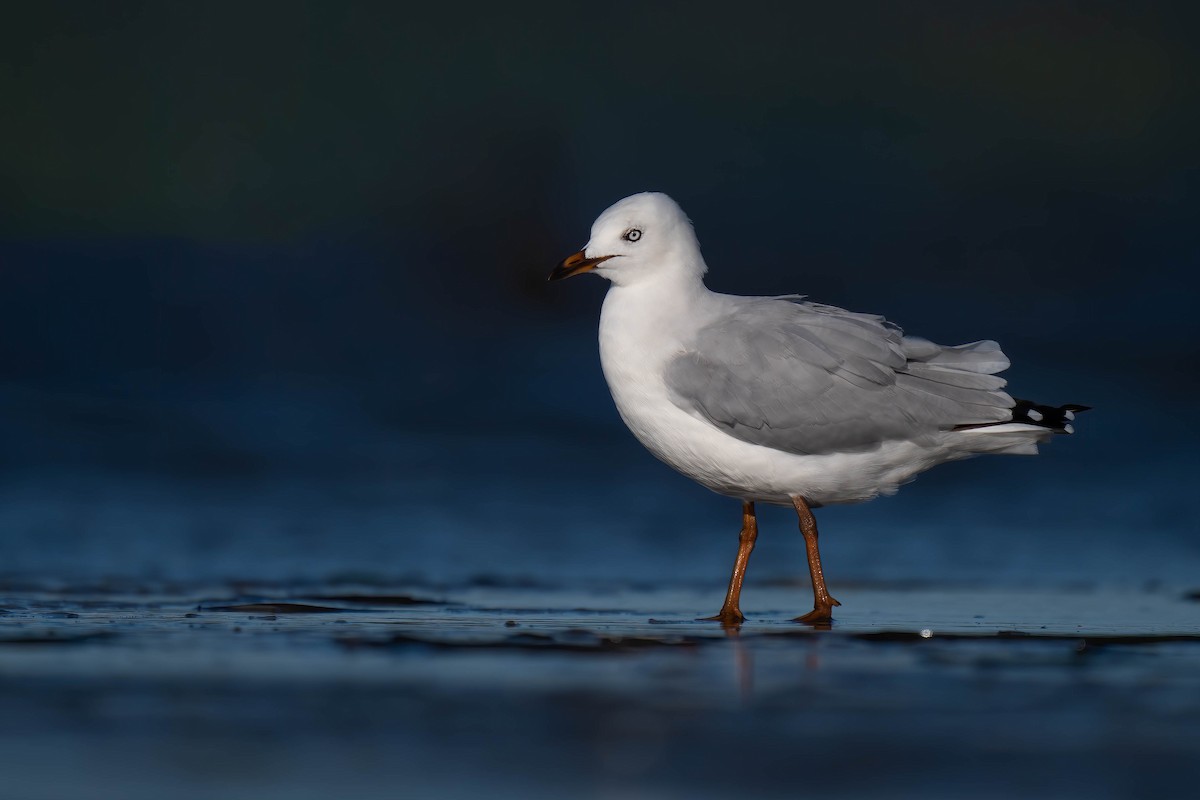 Silver Gull - ML628075027