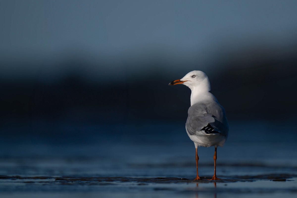 Silver Gull - ML628075029