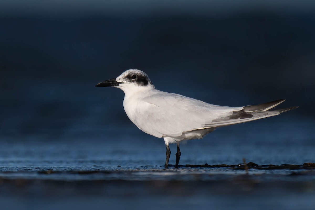 Australian Tern - ML628075031