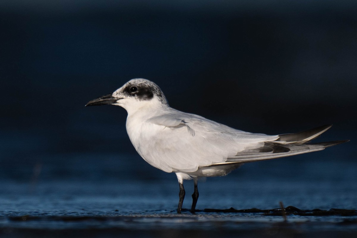 Australian Tern - ML628075034