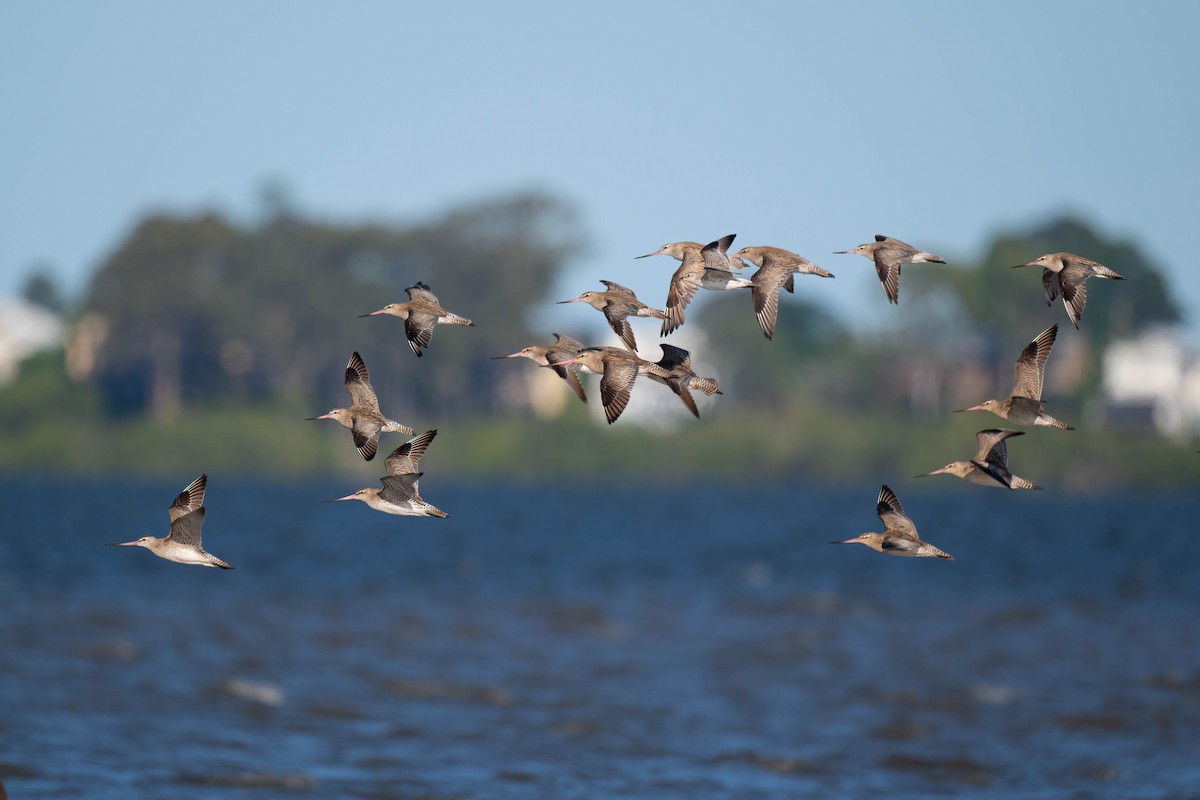 Bar-tailed Godwit - ML628075056