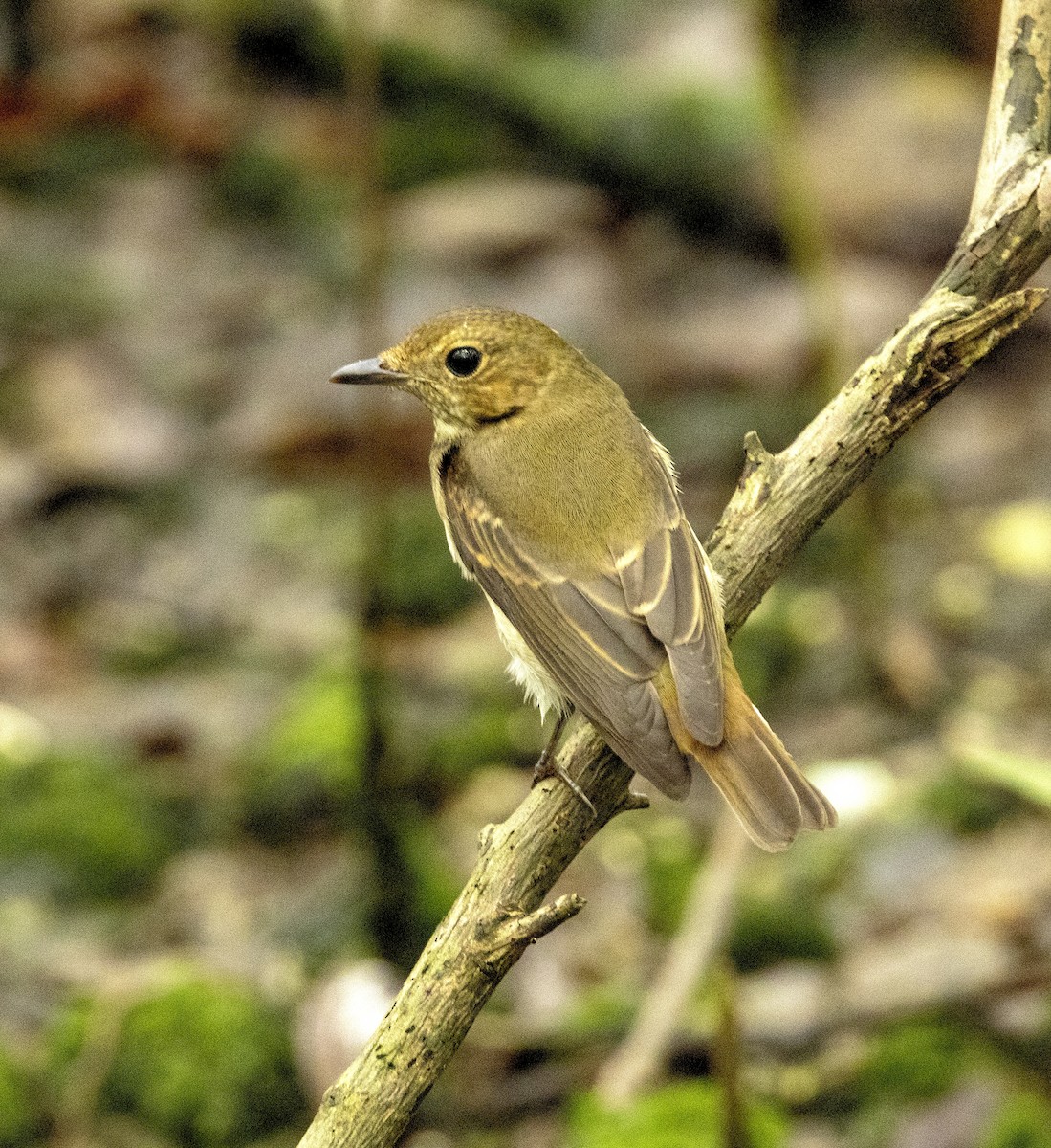 Narcissus Flycatcher - ML628075060