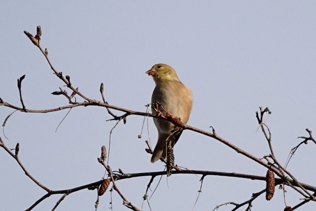 American Goldfinch - ML628075096