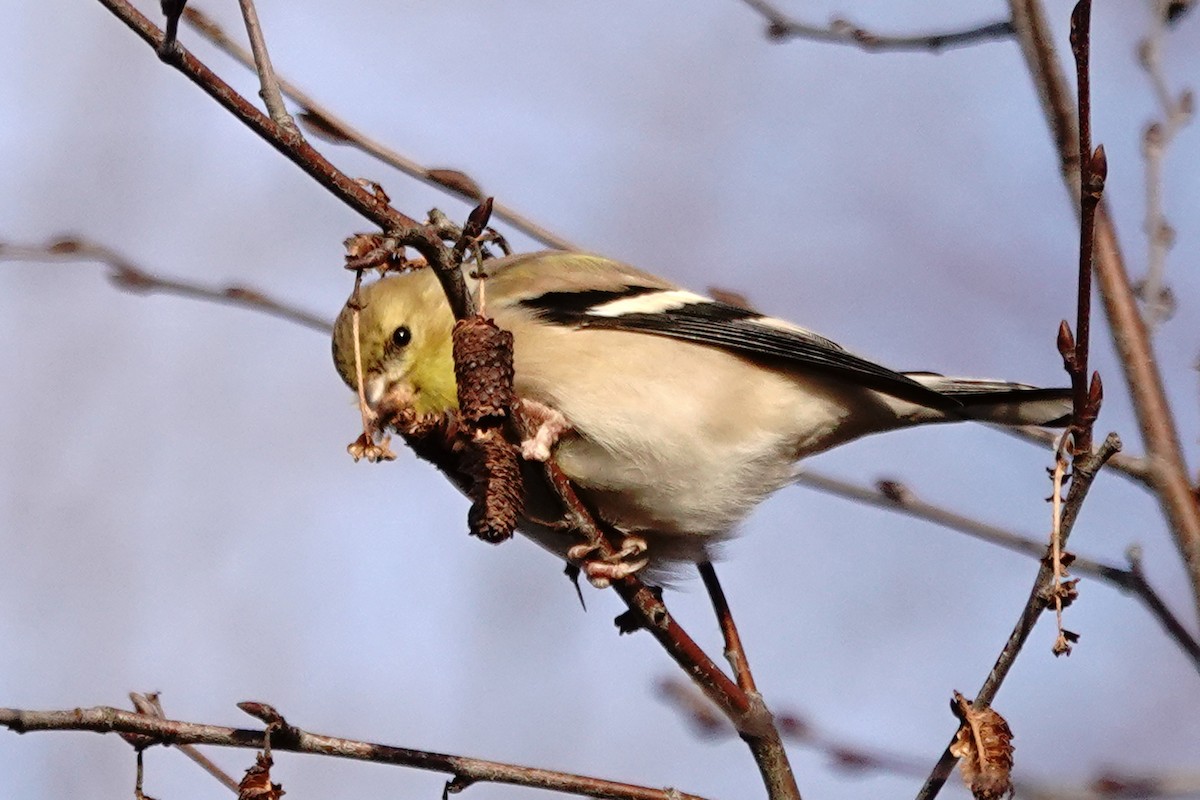 American Goldfinch - ML628075103