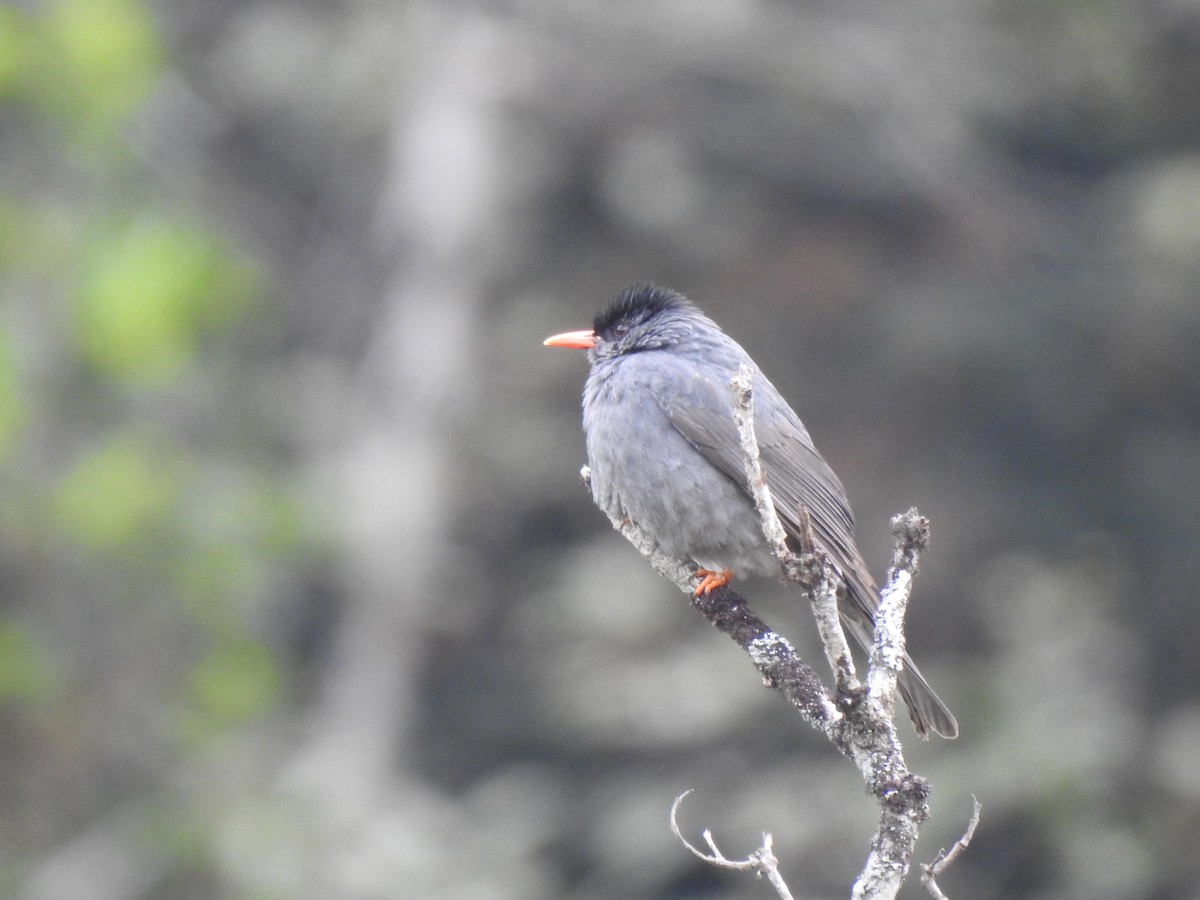 Bulbul de Los Ghats - ML628075112