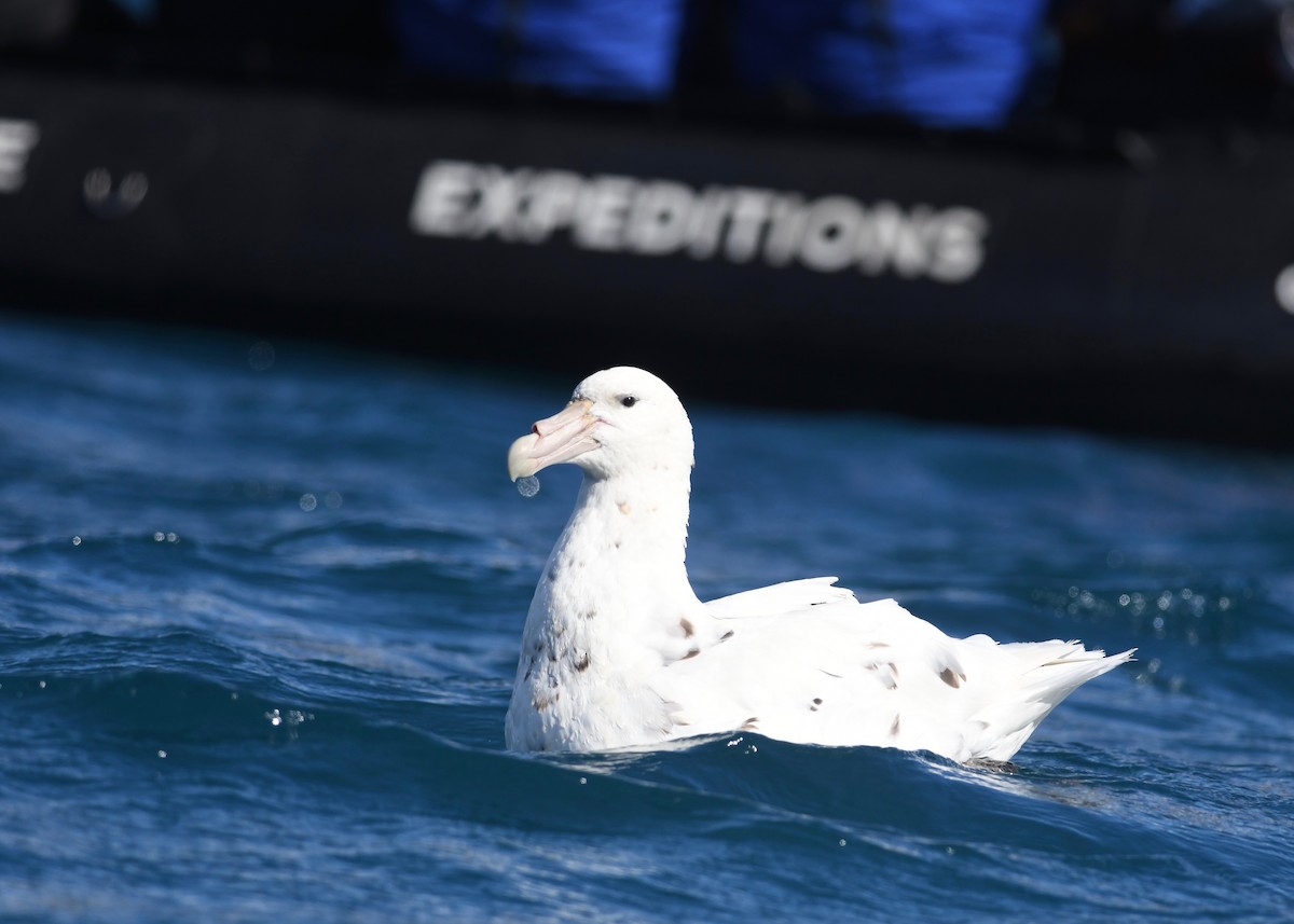 Southern Giant-Petrel - ML628075201