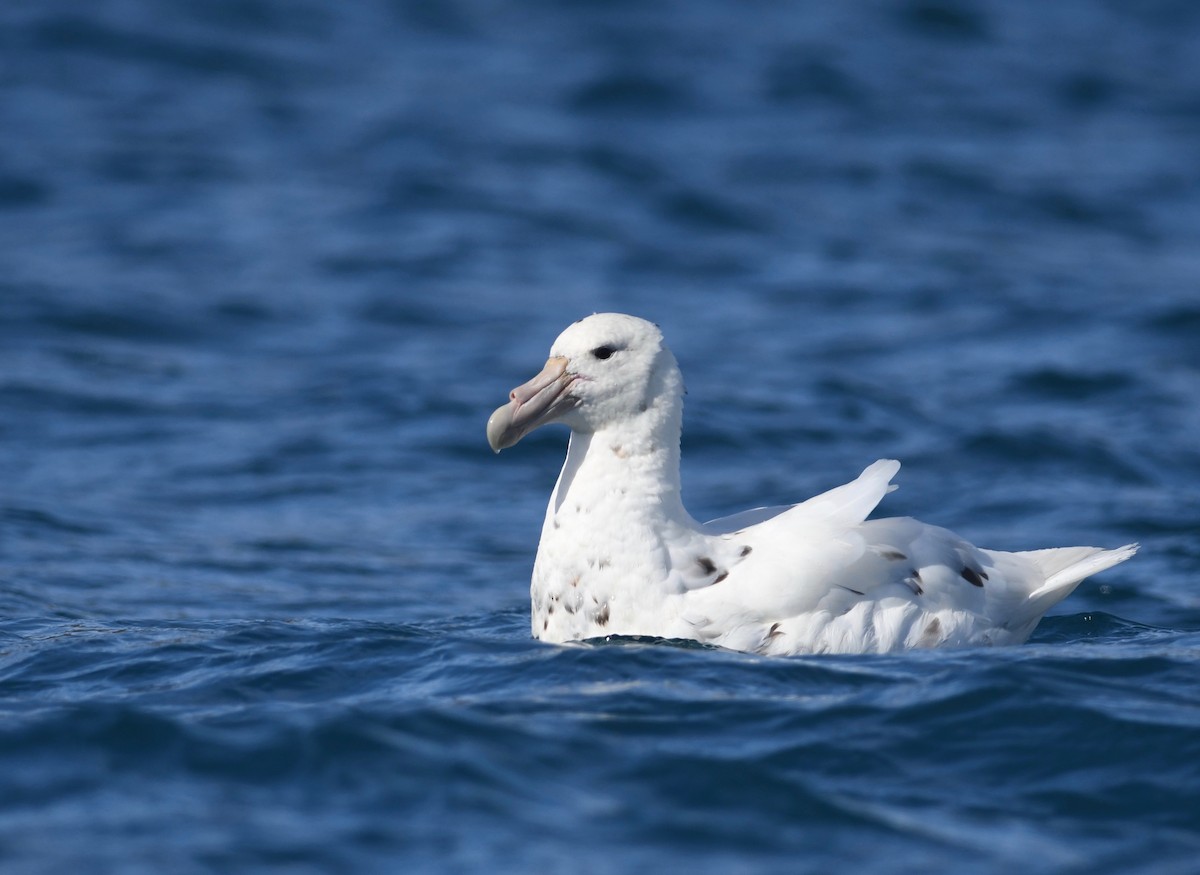 Southern Giant-Petrel - ML628075202