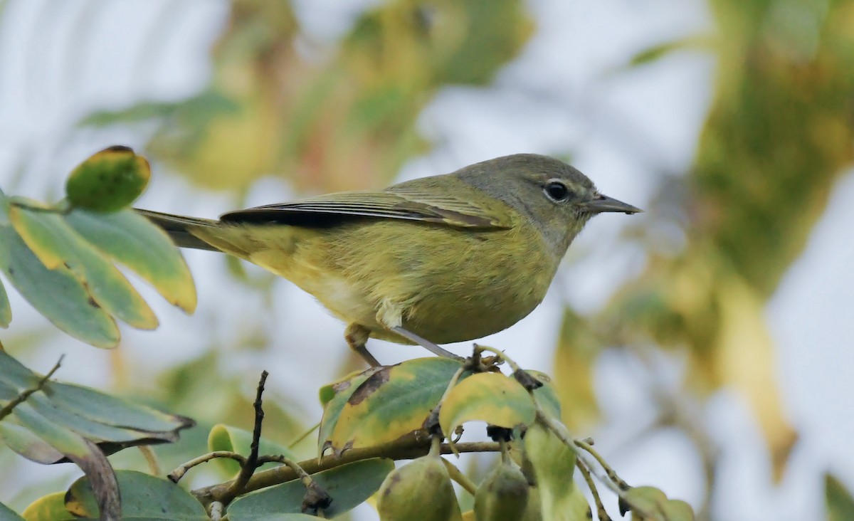 Orange-crowned Warbler (Gray-headed) - ML628075232