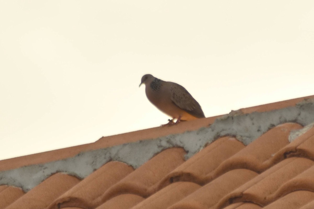 Spotted Dove - ML628075363