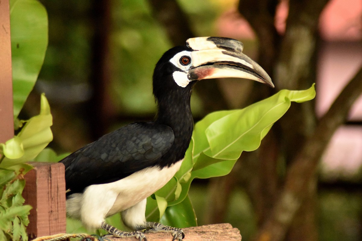 Oriental Pied-Hornbill - ML628075421