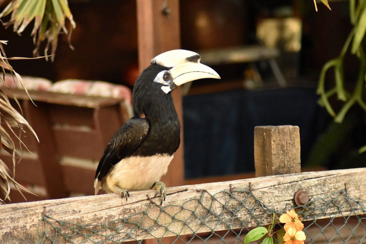 Oriental Pied-Hornbill - ML628075422