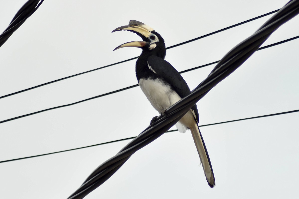 Oriental Pied-Hornbill - ML628075424