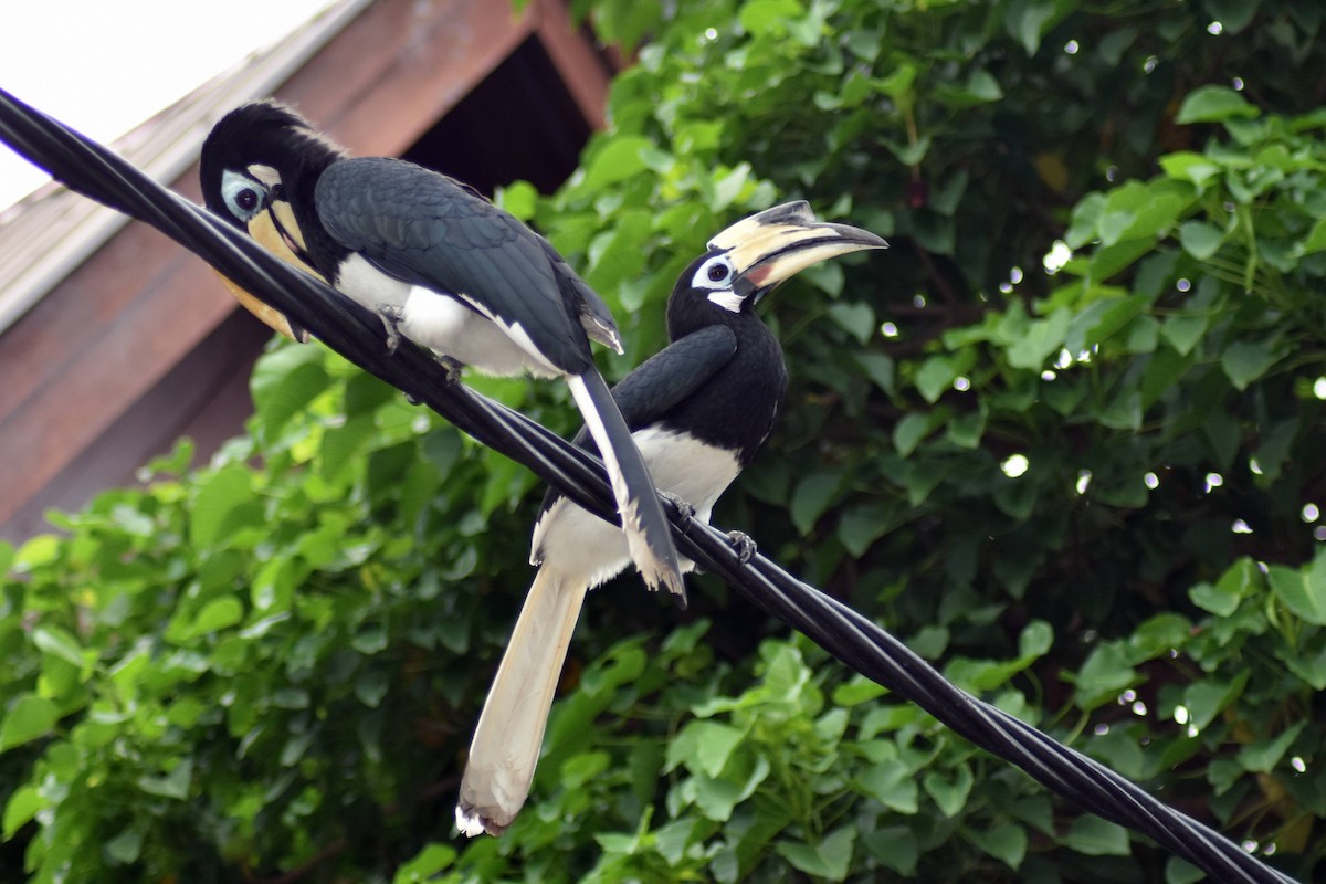 Oriental Pied-Hornbill - ML628075425