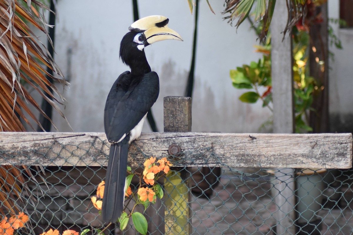 Oriental Pied-Hornbill - ML628075483