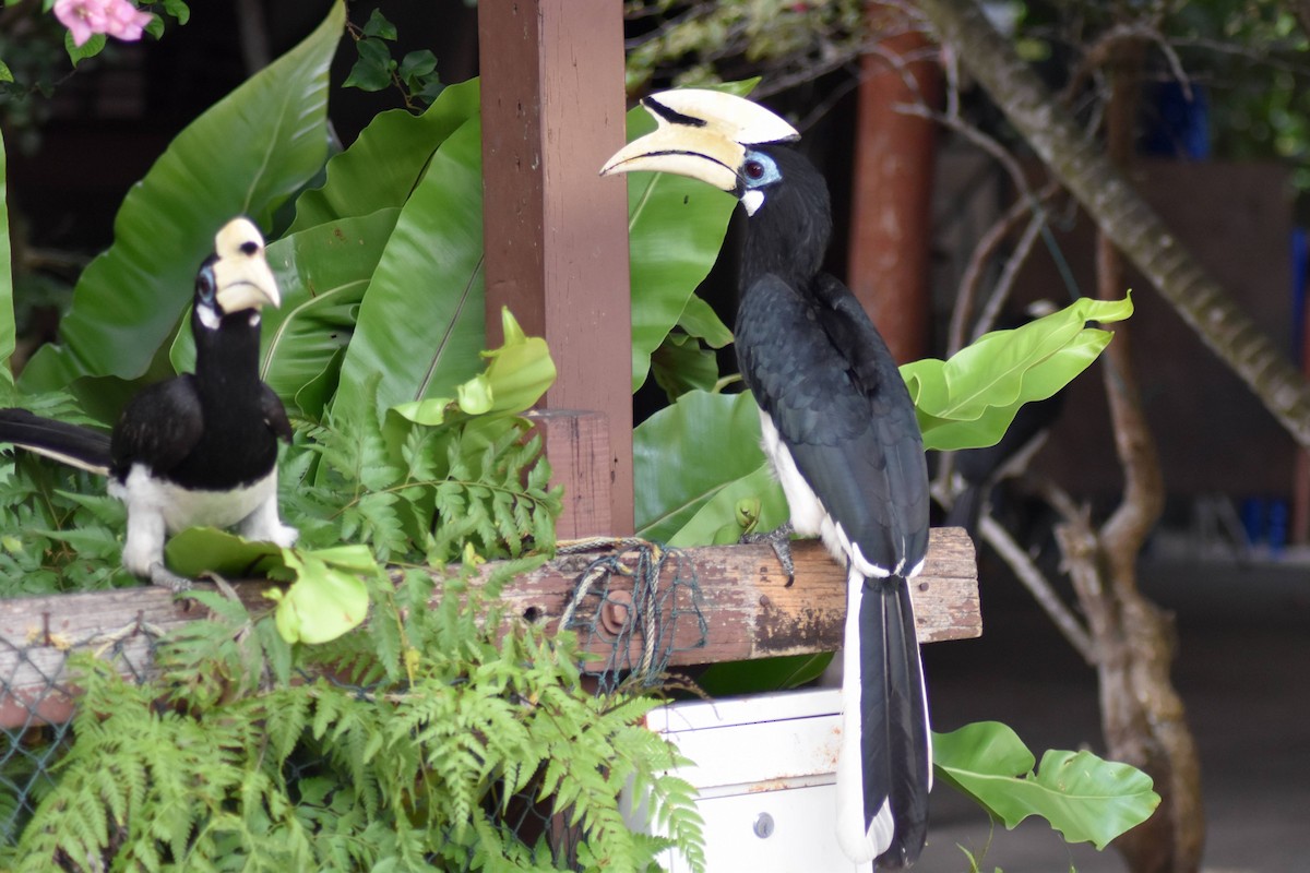 Oriental Pied-Hornbill - ML628075484