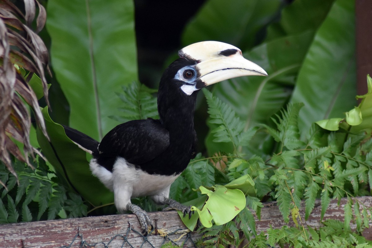 Oriental Pied-Hornbill - ML628075492