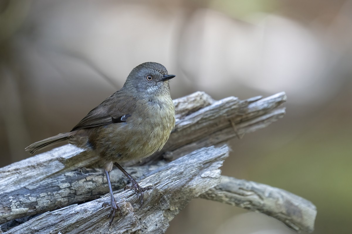 Tasmanian Scrubwren - ML628075498