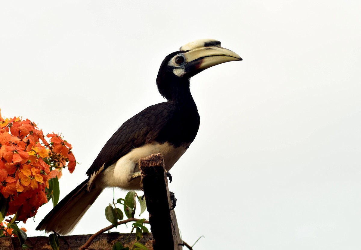 Oriental Pied-Hornbill - ML628075518