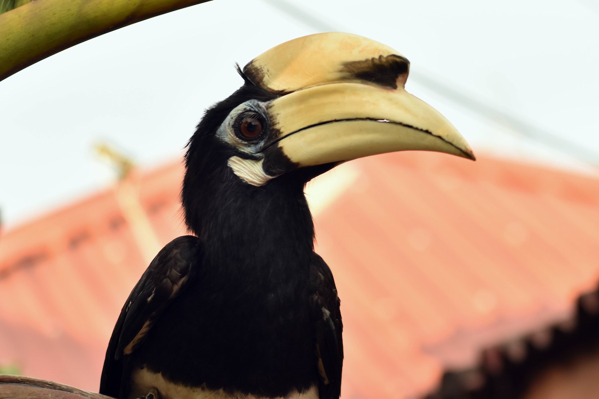 Oriental Pied-Hornbill - ML628075519