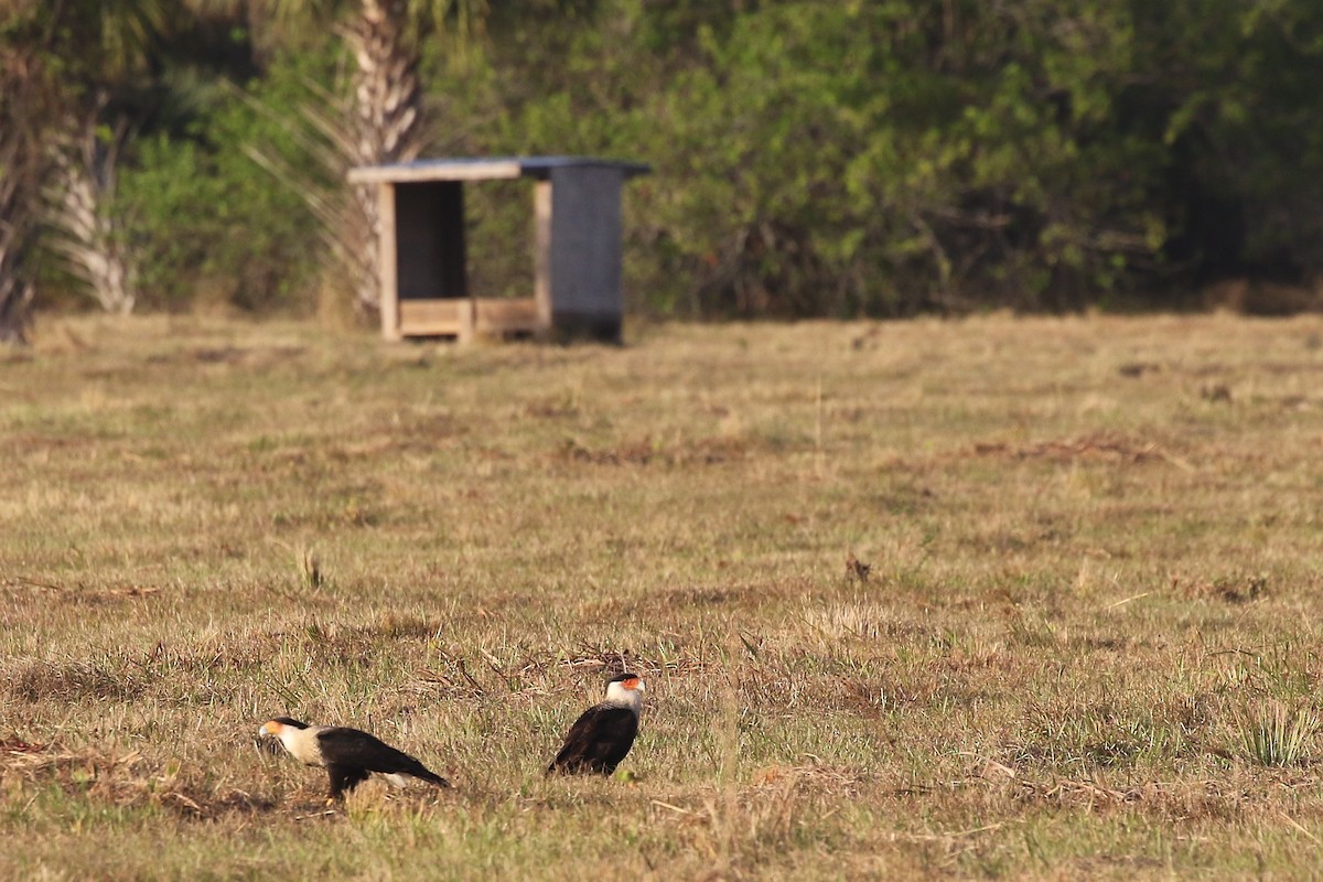 Crested Caracara (Northern) - ML628075582