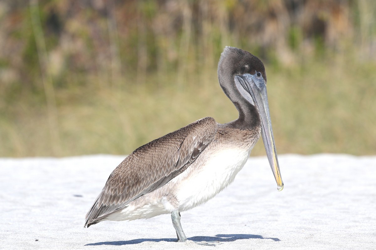 カッショクペリカン（carolinensis） - ML628075734