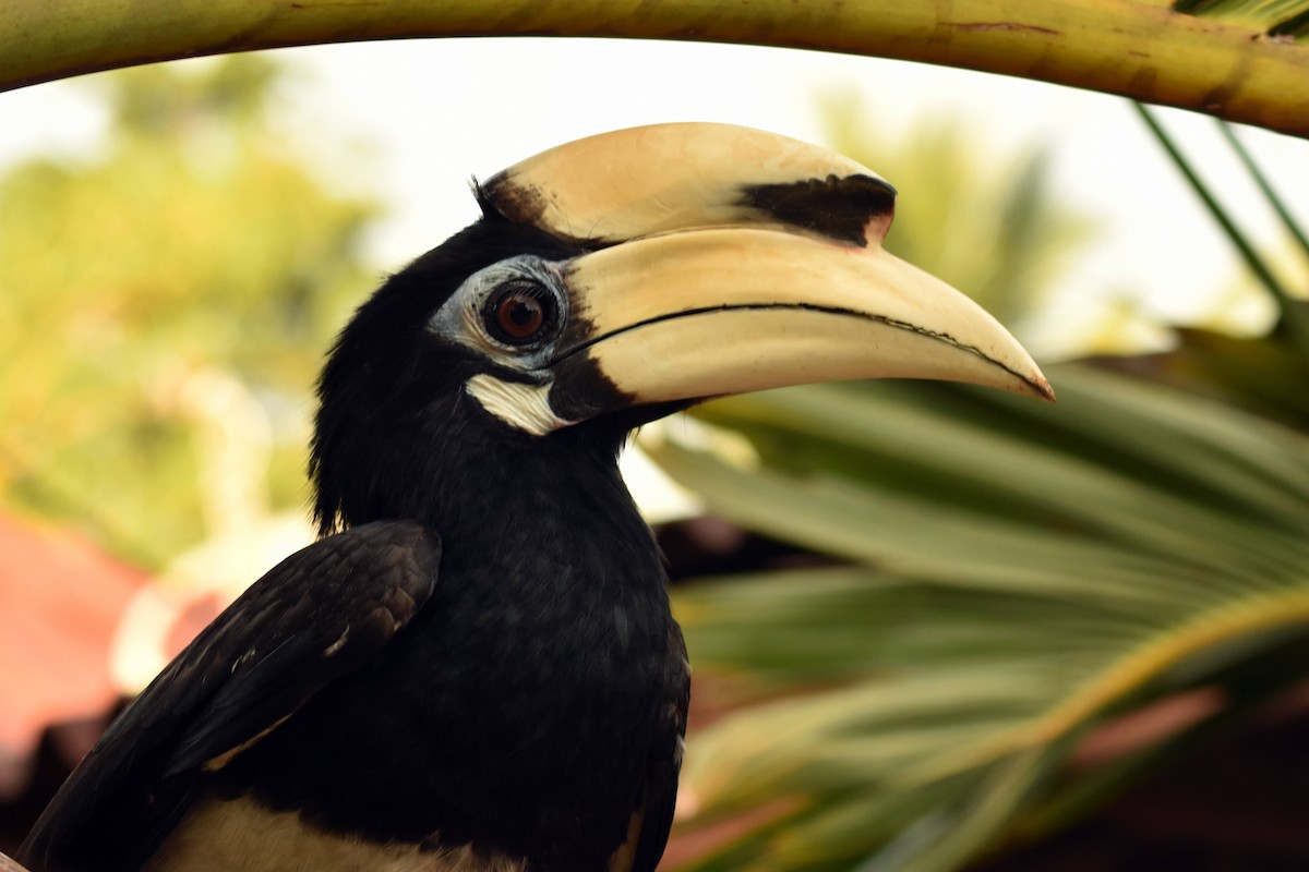 Oriental Pied-Hornbill - ML628075762