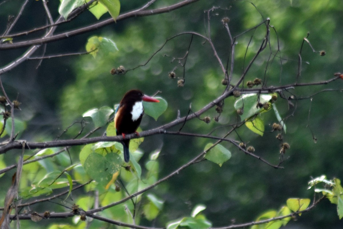 White-throated Kingfisher - ML628075803