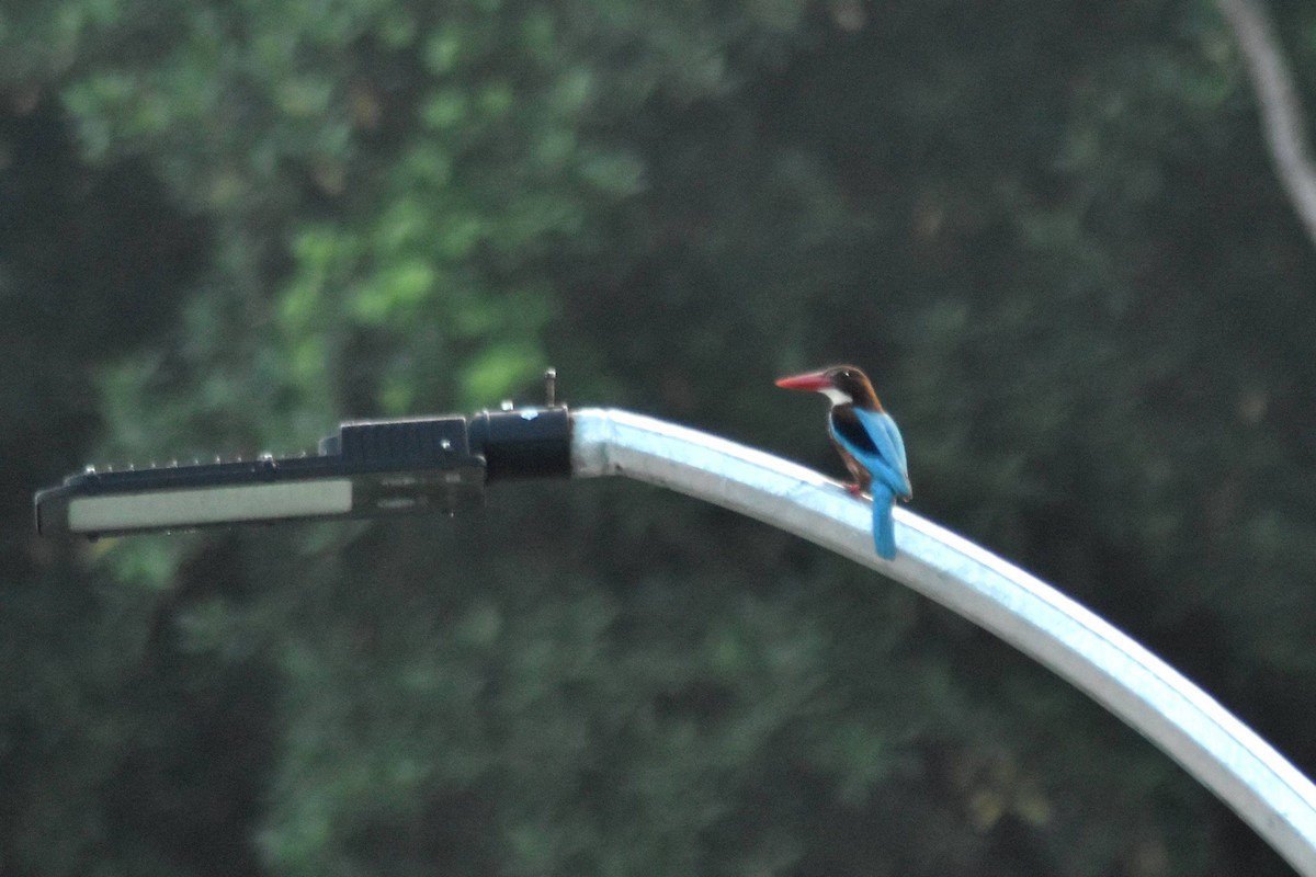 White-throated Kingfisher - ML628075804