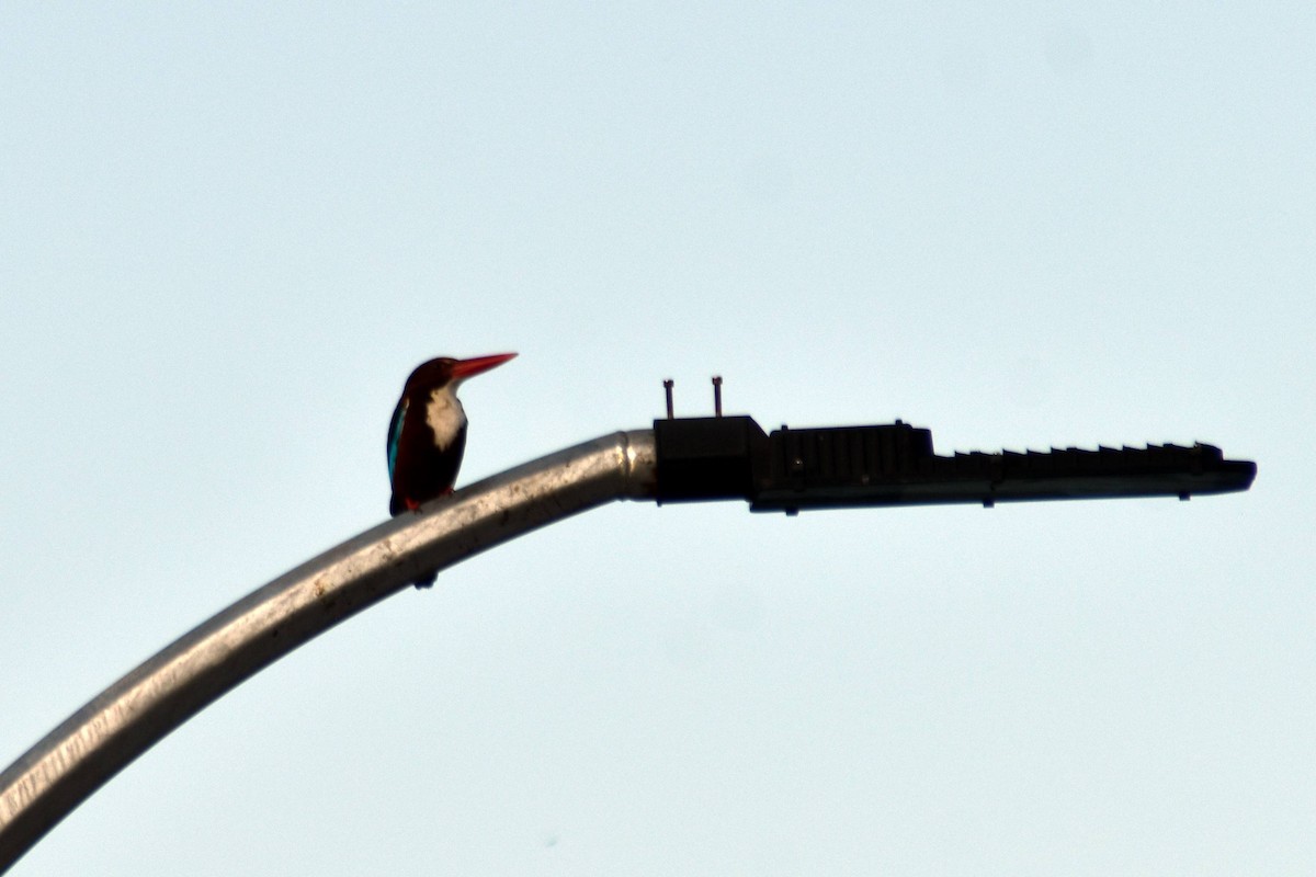 White-throated Kingfisher - ML628075861