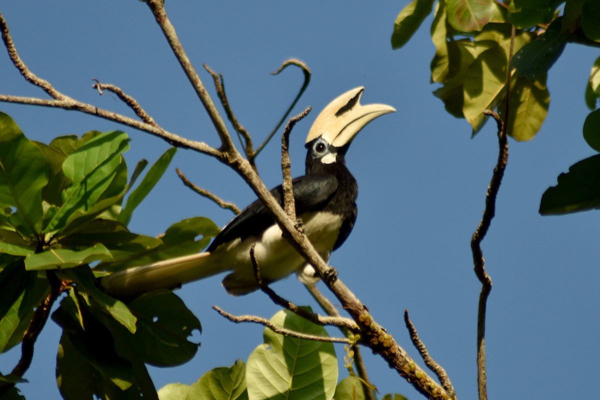 Oriental Pied-Hornbill - ML628075920