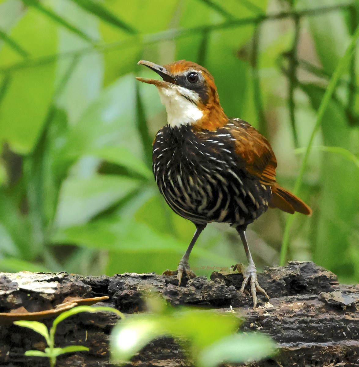 Falcated Wren-Babbler - ML628075945