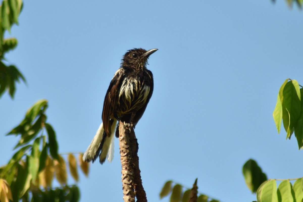 Oriental Magpie-Robin - ML628075959