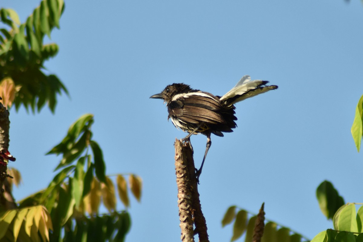 Oriental Magpie-Robin - ML628075960