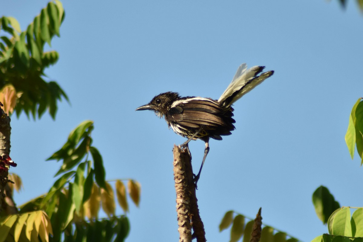 Oriental Magpie-Robin - ML628075961