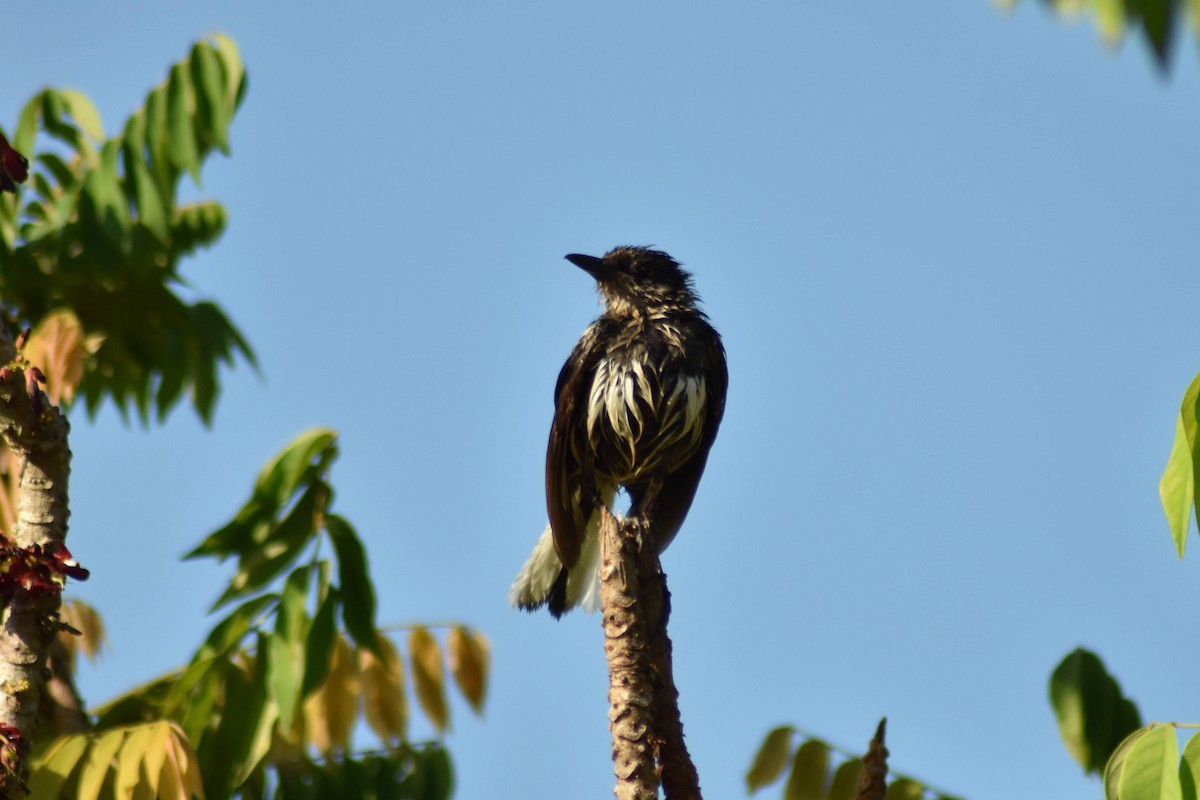 Oriental Magpie-Robin - ML628075962