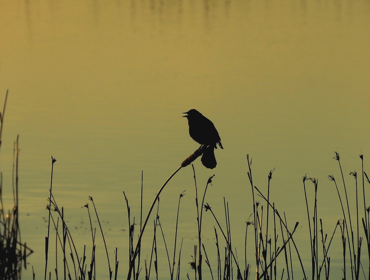 Red-winged Blackbird - ML628075966