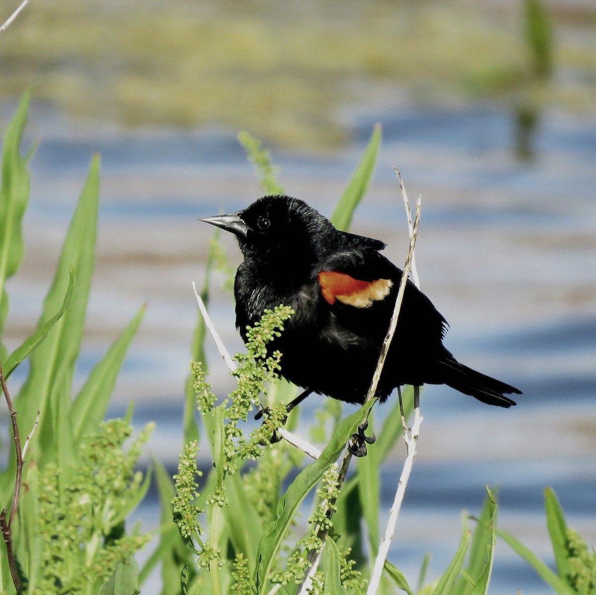 Red-winged Blackbird - ML628075984