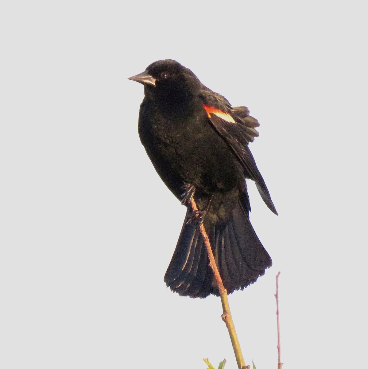 Red-winged Blackbird - ML628076007