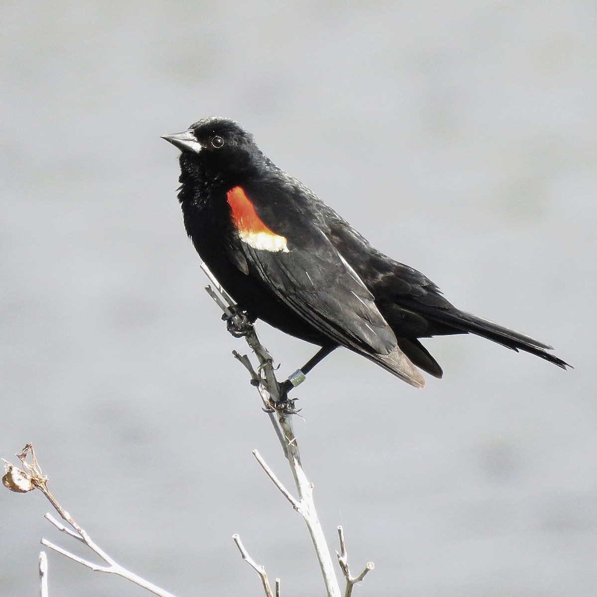 Red-winged Blackbird - ML628076021