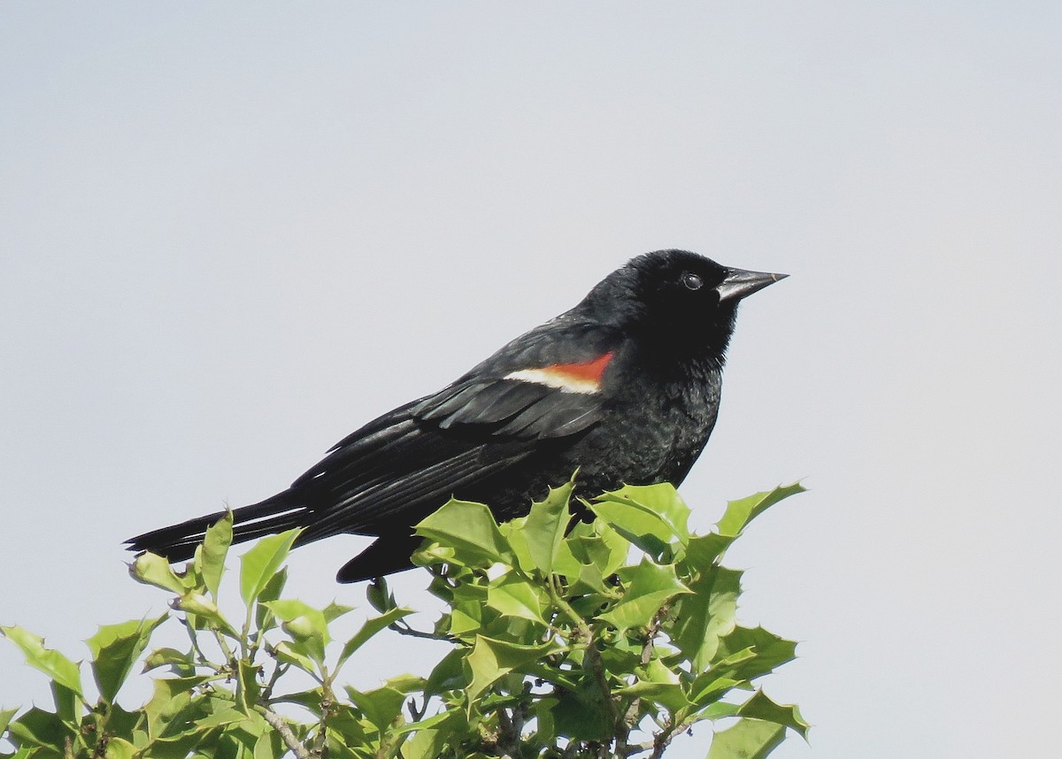 Red-winged Blackbird - ML628076058