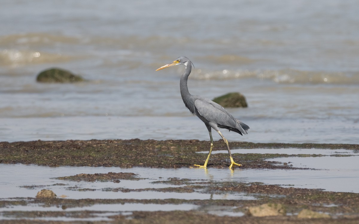 Western Reef-Heron - ML628076061