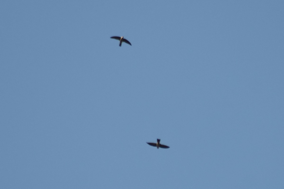 White-nest Swiftlet - ML628076075